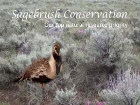 Sagebrush Conservation