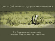 Lewis and Clarke saw Sage-grouse